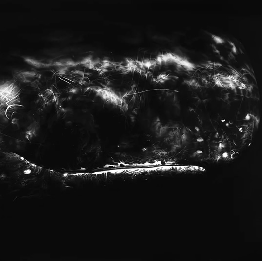 THE NATURE OF SUBJECTIVE EXPERIENCE